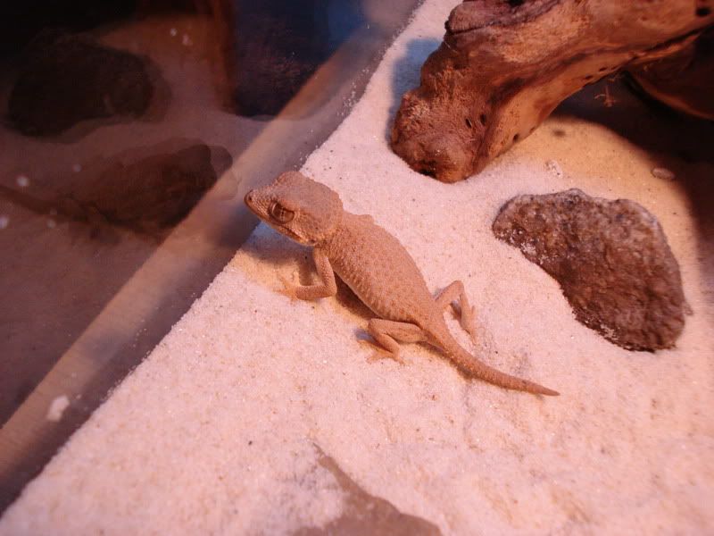 geckos23chazliaestenodactylus004.jpg