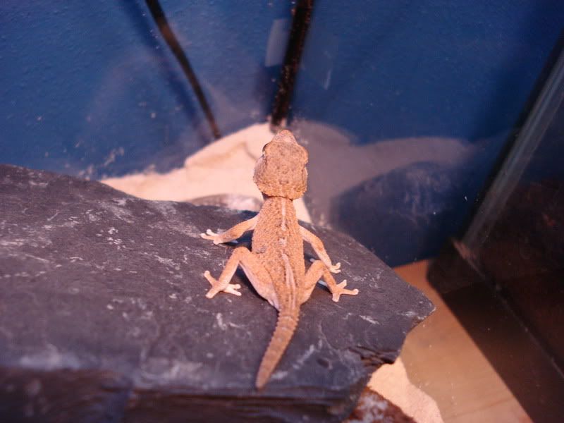 geckos23chazliaestenodactylus005.jpg