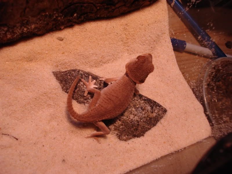 geckos23chazliaestenodactylus006.jpg