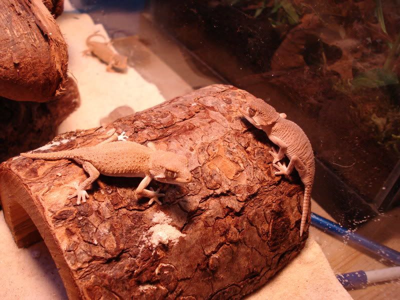 geckos23chazliaestenodactylus007.jpg