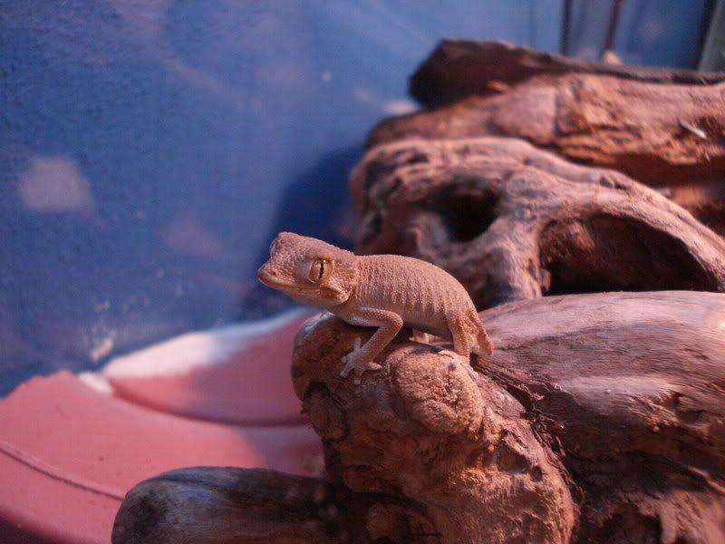 geckos23chazliaestenodactylus008.jpg