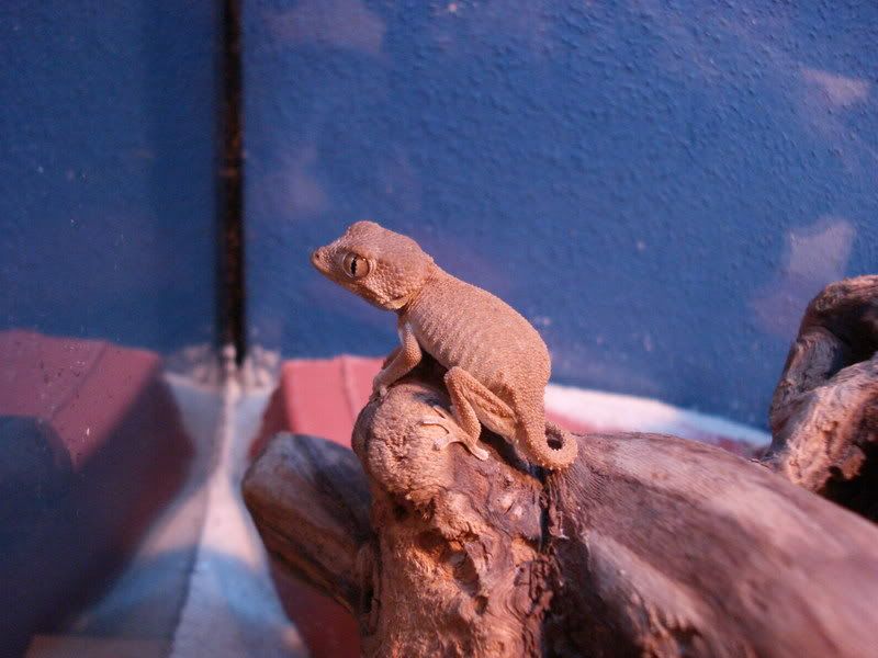 geckos23chazliaestenodactylus009.jpg