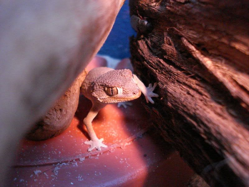 geckos23chazliaestenodactylus013.jpg