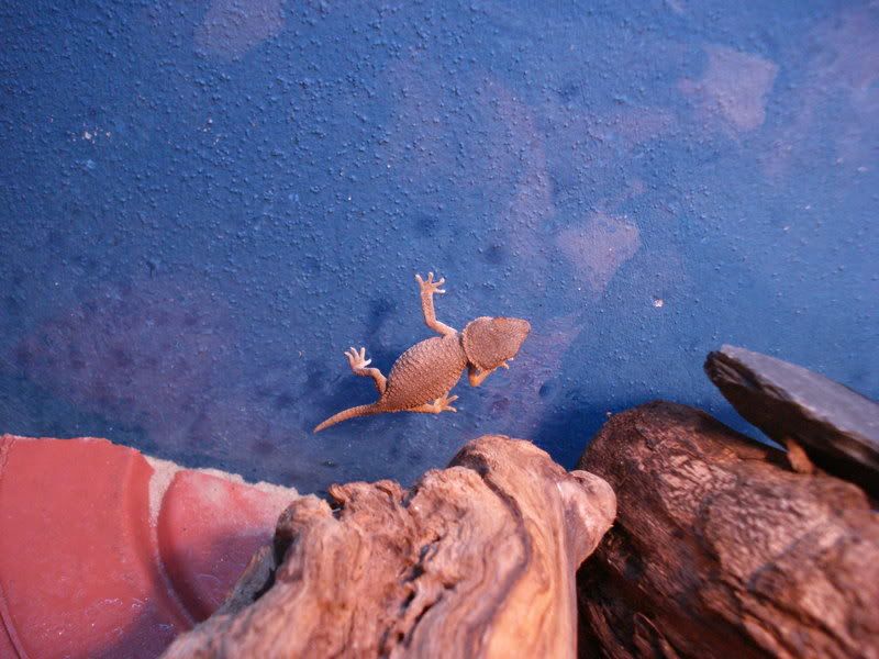 geckos23chazliaestenodactylus014.jpg