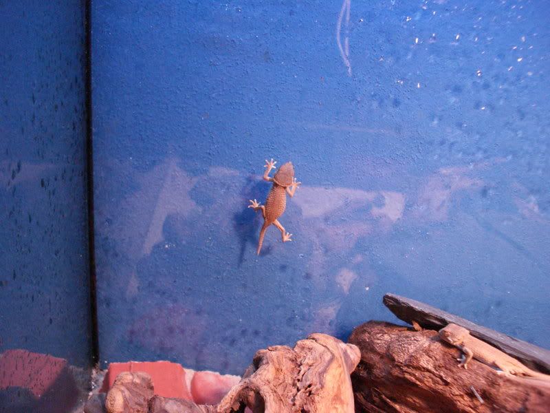 geckos23chazliaestenodactylus015.jpg