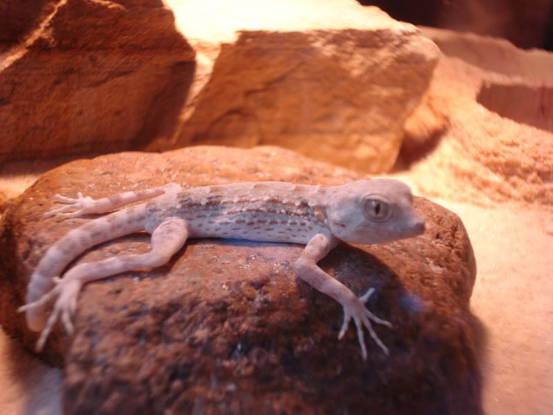 geckos24chazaliaestenodactylusan-1.jpg