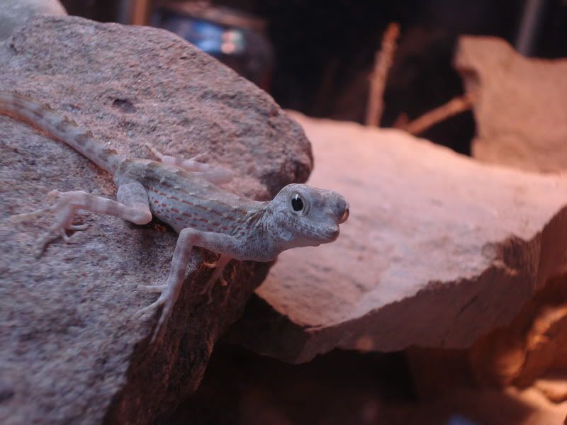geckos24chazaliaestenodactylusan-10.jpg