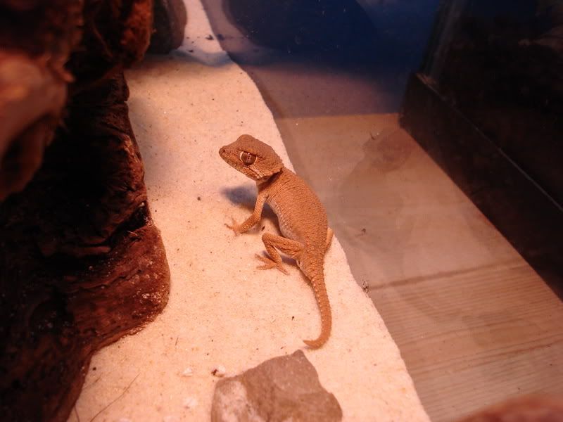 geckos24chazaliaestenodactylusan-12.jpg