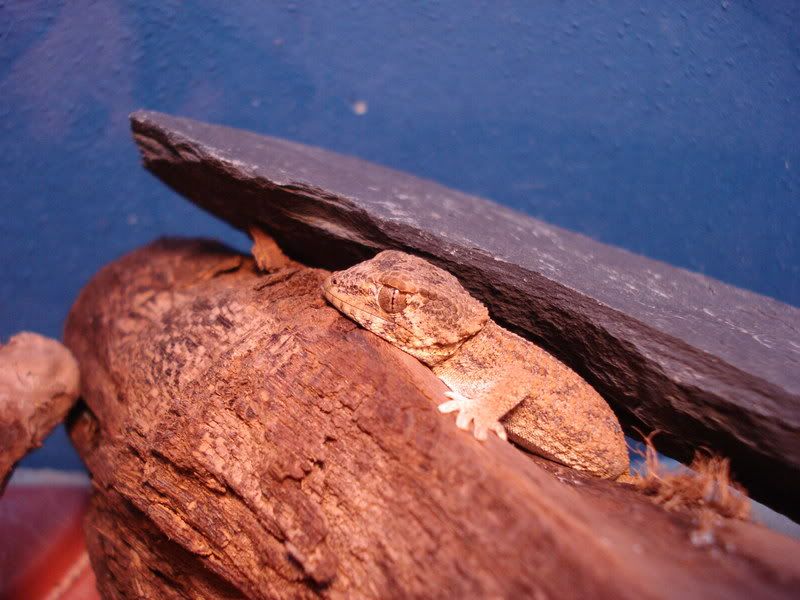 geckos24chazaliaestenodactylusan-13.jpg