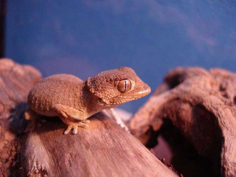 geckos24chazaliaestenodactylusan-15.jpg