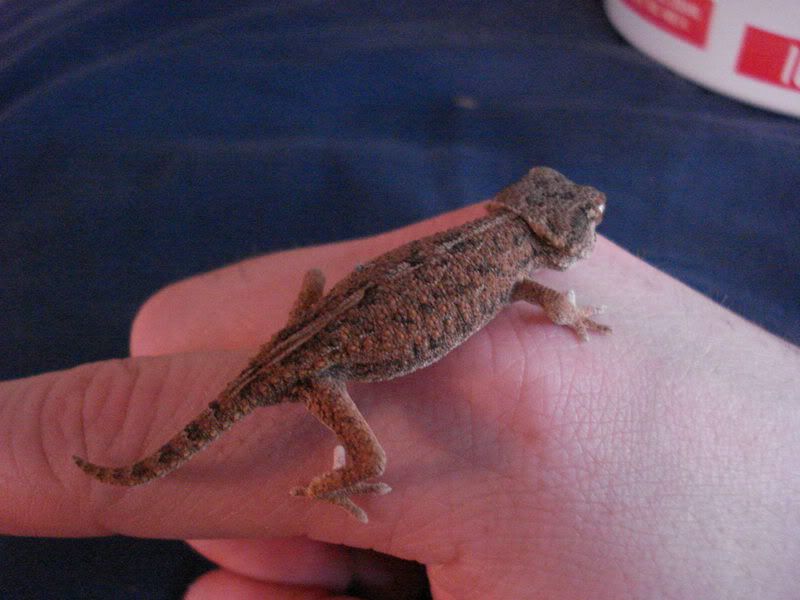 geckos24chazaliaestenodactylusan-16.jpg