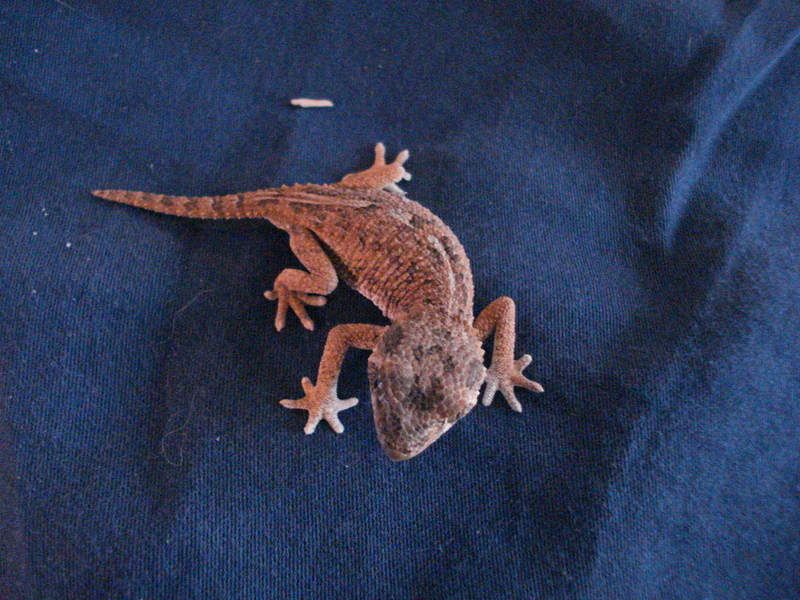geckos24chazaliaestenodactylusan-17.jpg