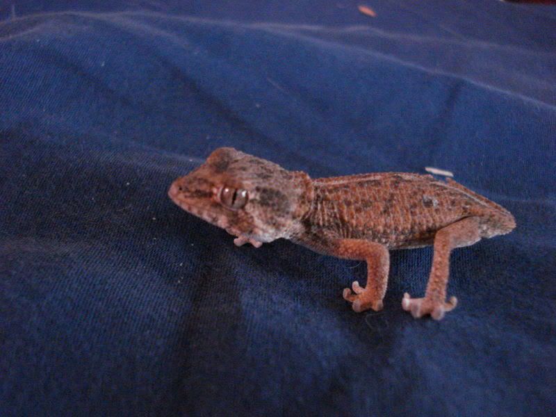 geckos24chazaliaestenodactylusan-18.jpg