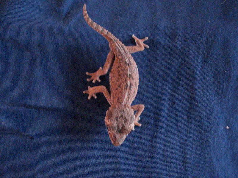 geckos24chazaliaestenodactylusan-19.jpg