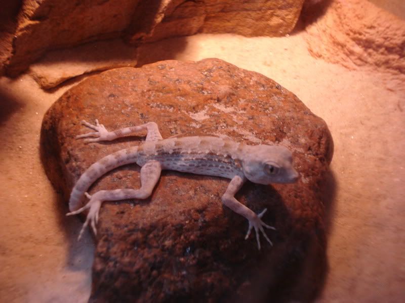 geckos24chazaliaestenodactylusan-2.jpg