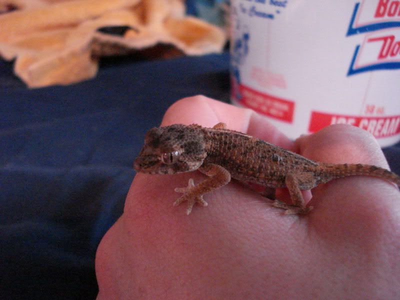 geckos24chazaliaestenodactylusan-20.jpg