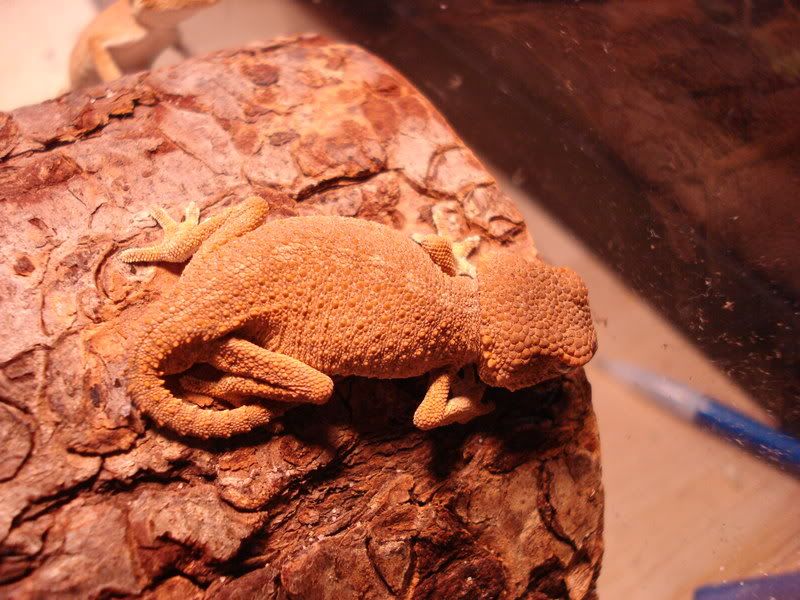 geckos24chazaliaestenodactylusan-3.jpg