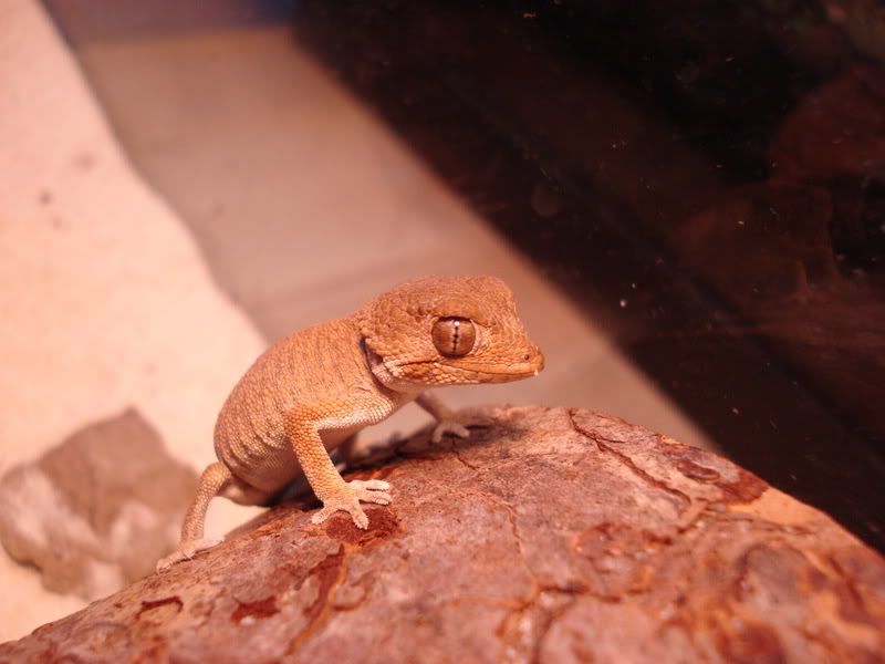 geckos24chazaliaestenodactylusan-4.jpg