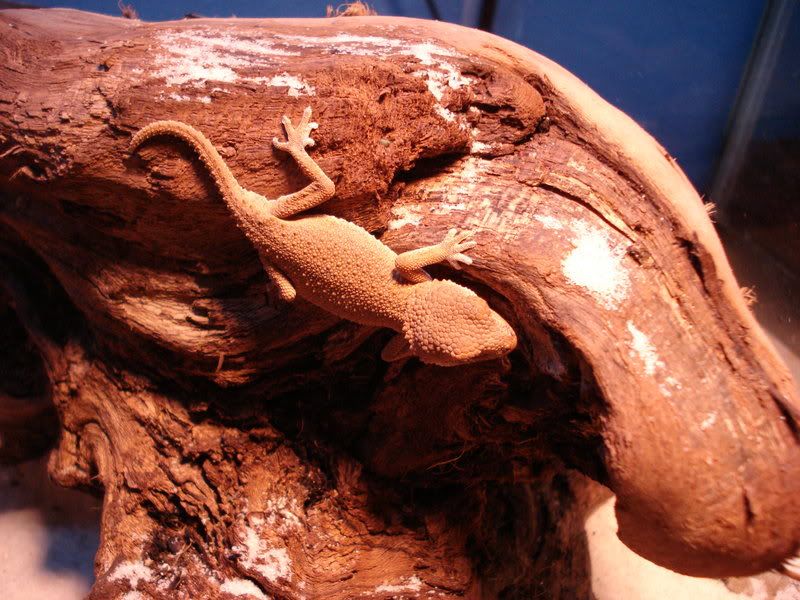 geckos24chazaliaestenodactylusan-5.jpg