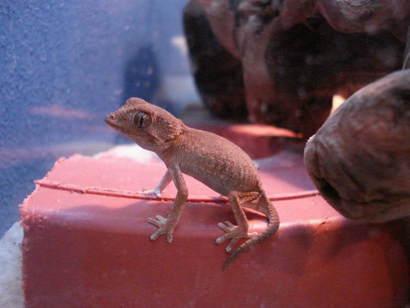 geckos24chazaliaestenodactylusan-6.jpg