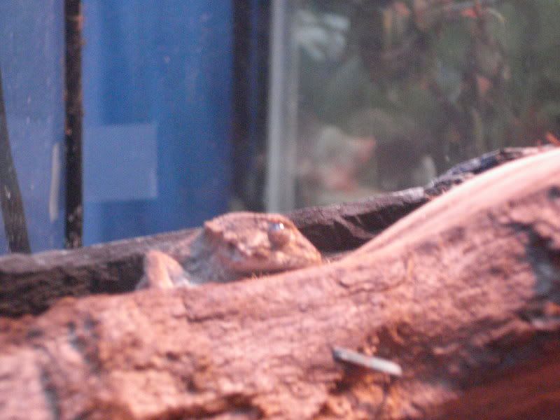 geckos24chazaliaestenodactylusan-7.jpg