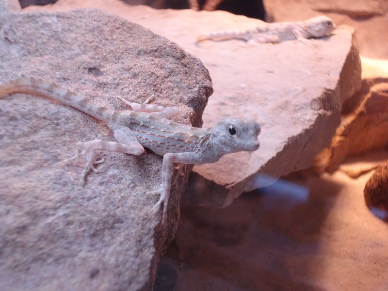 geckos24chazaliaestenodactylusan-8.jpg