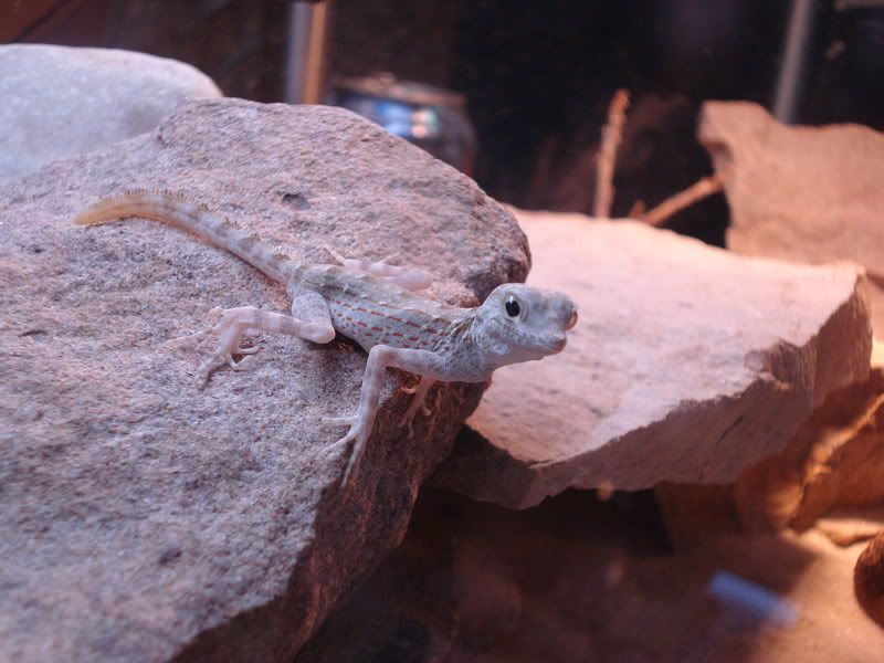 geckos24chazaliaestenodactylusan-9.jpg