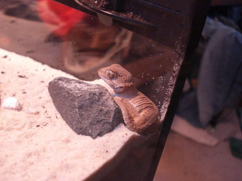 geckos25helmetedsandtarantulas002.jpg