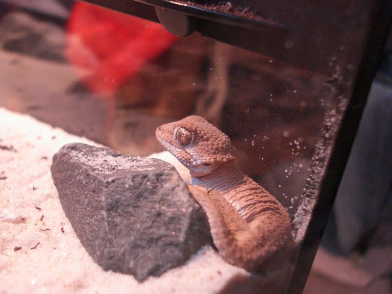 geckos25helmetedsandtarantulas003.jpg