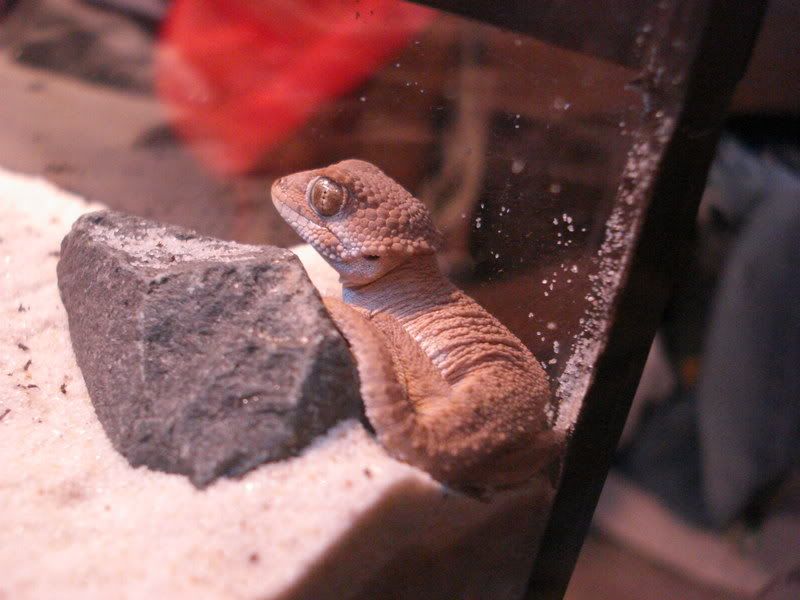 geckos25helmetedsandtarantulas004.jpg
