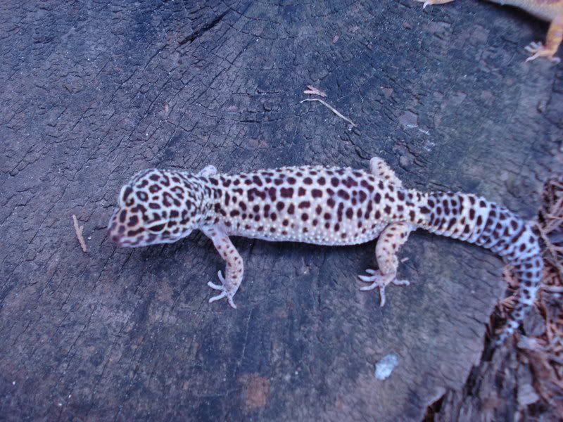 geckos26coleonyxeublepharis005.jpg