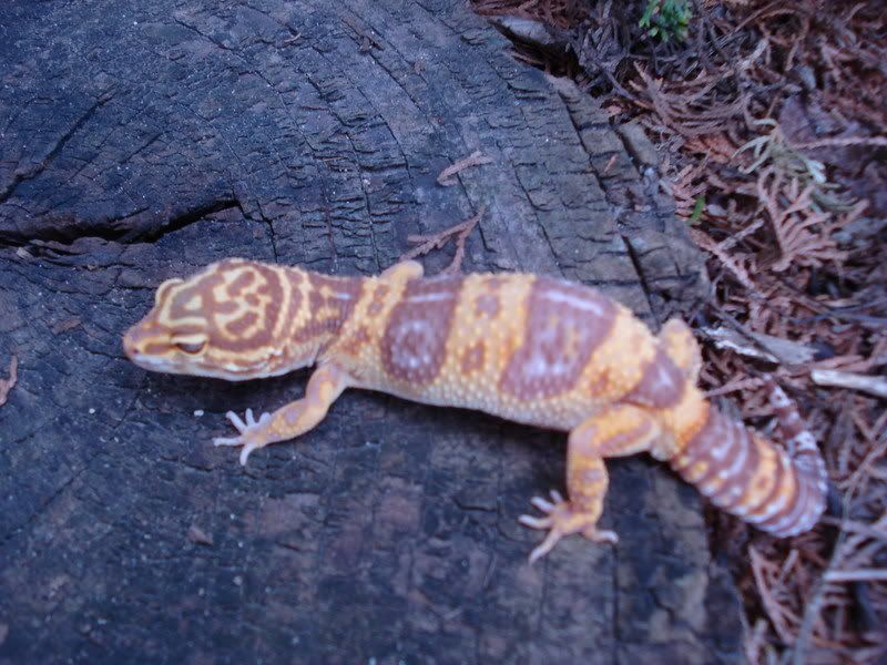 geckos26coleonyxeublepharis006.jpg