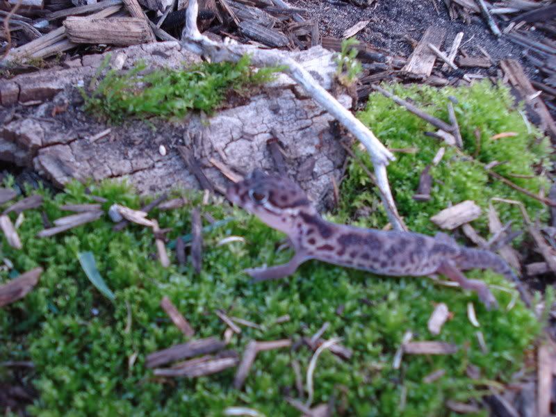 geckos26coleonyxeublepharis007.jpg