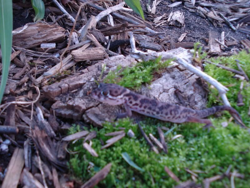 geckos26coleonyxeublepharis008.jpg