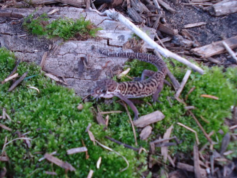 geckos26coleonyxeublepharis009.jpg