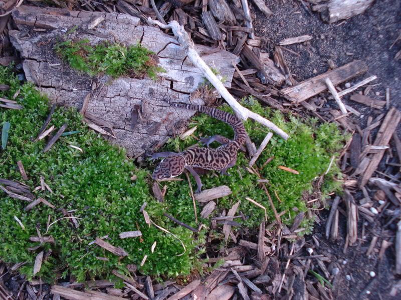 geckos26coleonyxeublepharis012.jpg