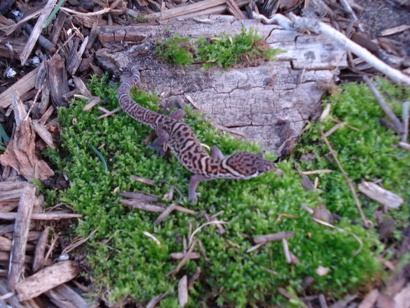 geckos26coleonyxeublepharis013.jpg