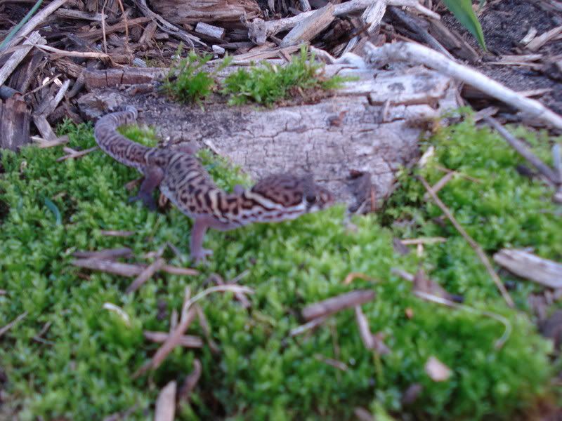 geckos26coleonyxeublepharis014.jpg