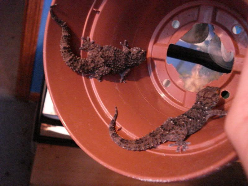 geckos28hadogenesoedurapachy016.jpg