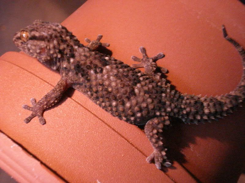geckos28hadogenesoedurapachy019.jpg