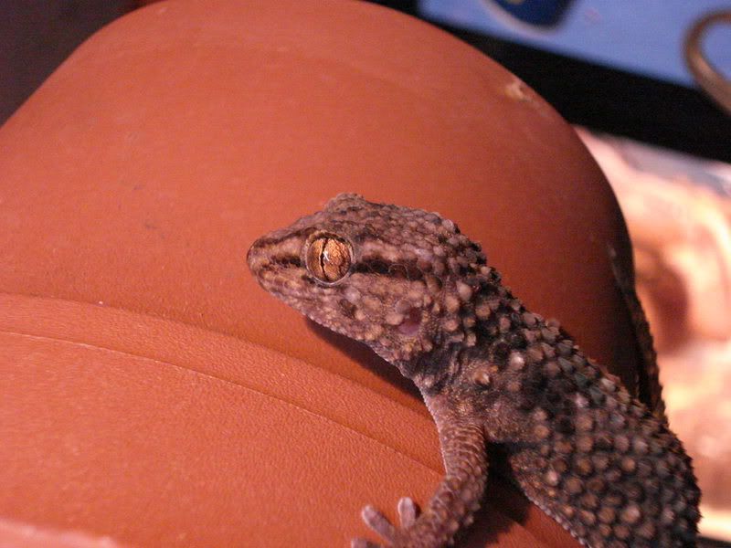 geckos28hadogenesoedurapachy020.jpg