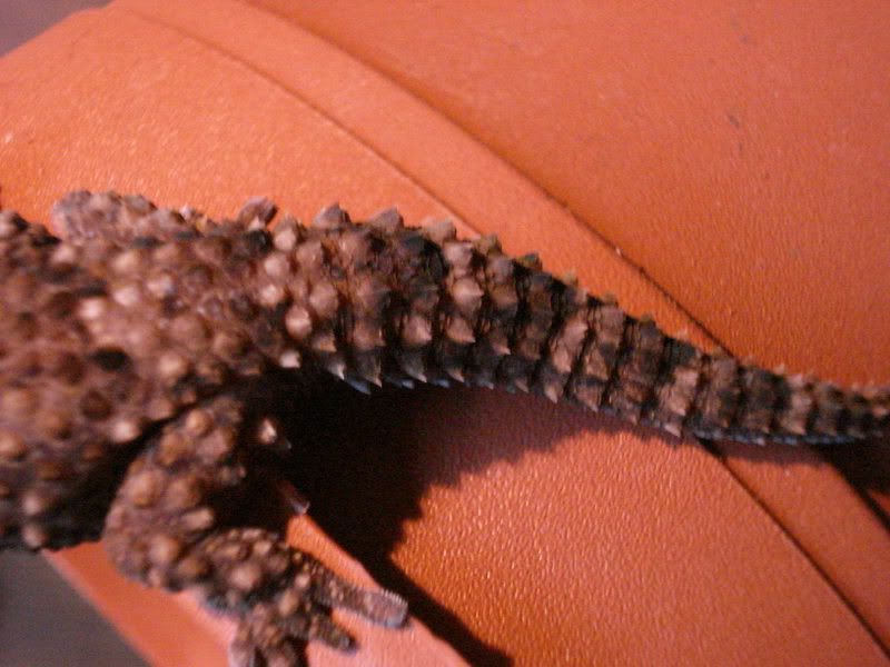 geckos28hadogenesoedurapachy021.jpg