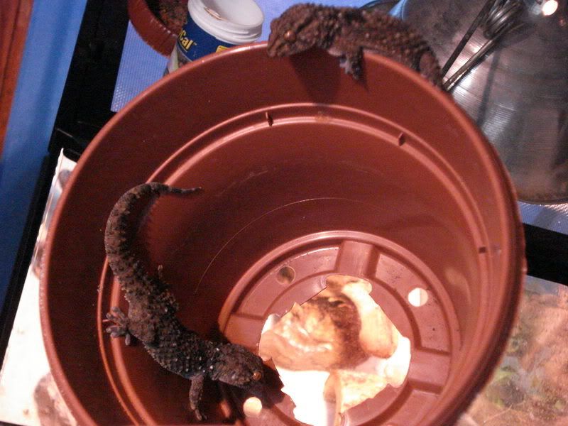 geckos28hadogenesoedurapachy023.jpg