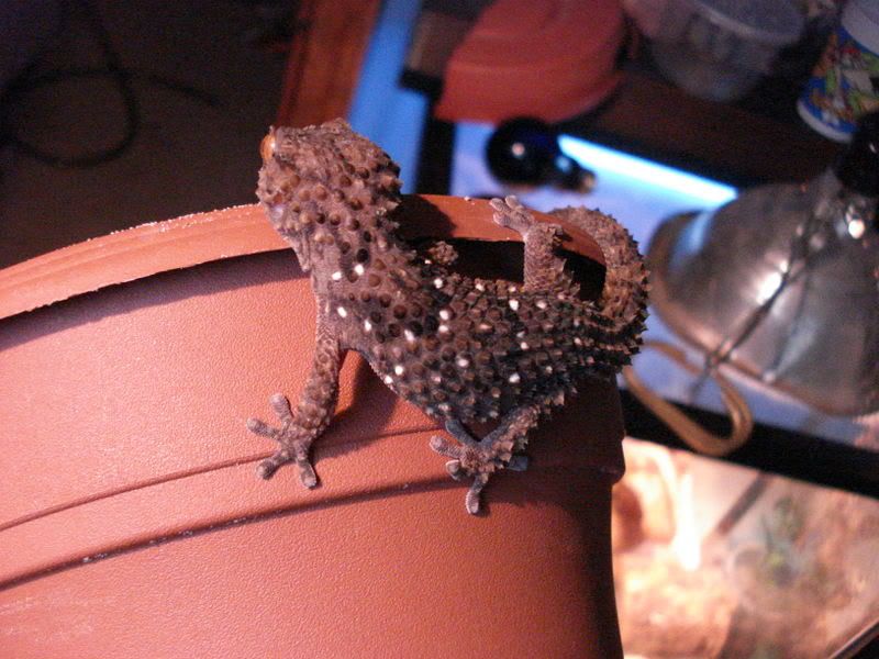 geckos28hadogenesoedurapachy025.jpg