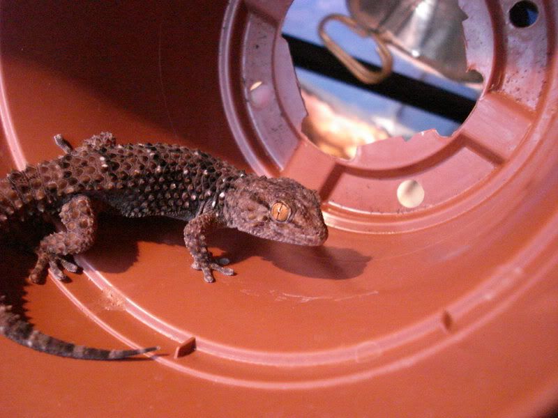 geckos28hadogenesoedurapachy028.jpg