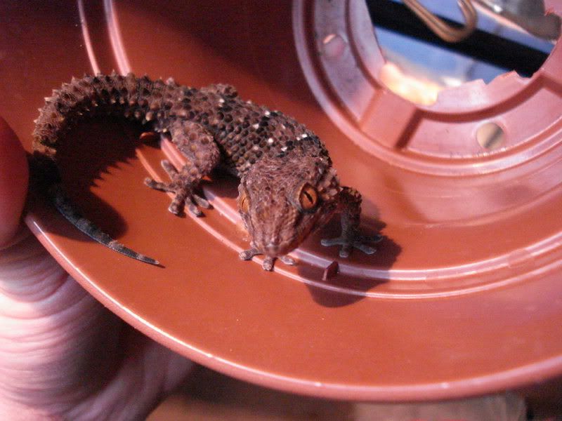 geckos28hadogenesoedurapachy029.jpg