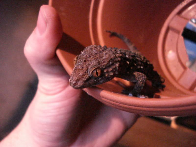 geckos28hadogenesoedurapachy030.jpg