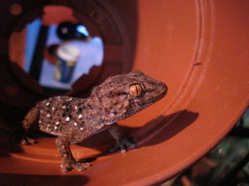 geckos28hadogenesoedurapachy031.jpg