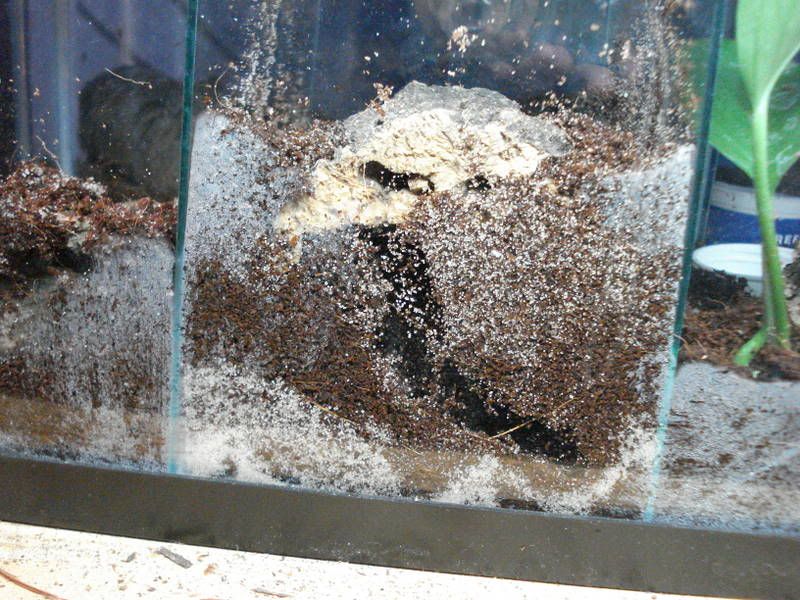 geckos30Pristrhacarachnidcages011.jpg