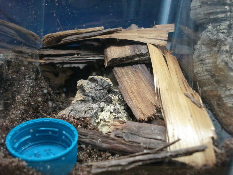 geckos30Pristrhacarachnidcages013.jpg